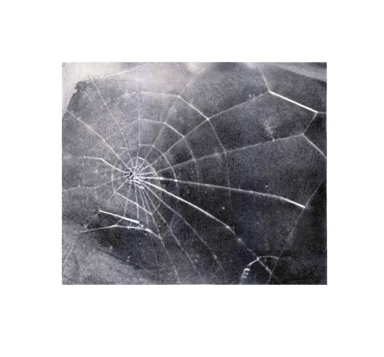 Dieser Siebdruck zeigt eines von Celmins' charakteristischen Motiven, das Spinnennetz, das sie in verschiedenen Medien dargestellt hat, darunter Holzkohle, Ölfarbe und verschiedene Drucktechniken.

Ein Siebdruck auf Velin von Vija Celmins, 2009, mit