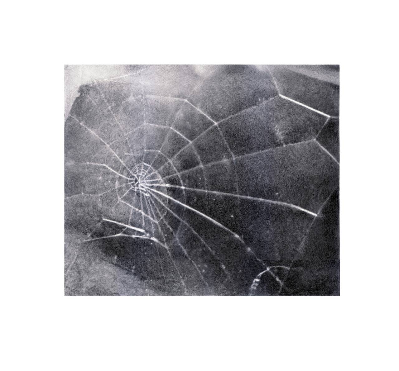 This screen print depicts one of Celmins' signature subjects, the spider web, which she has represented in various media, including charcoal, oil paint, and multiple printmaking techniques.

One screenprint on wove paper by Vija Celmins, 2009,