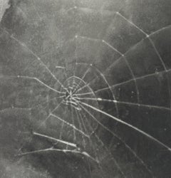 Vija Celmins-Spider Web-MANO FIRMATA