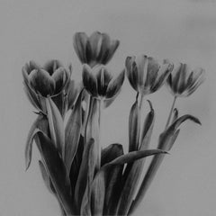 Black Tulips