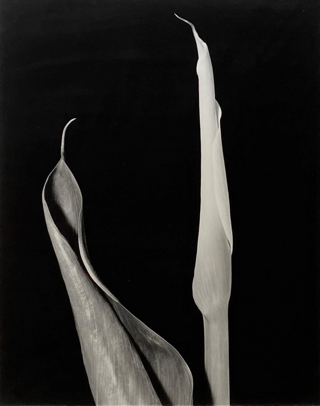 Diptyque Calla - Photograph de Vincent Vallarino