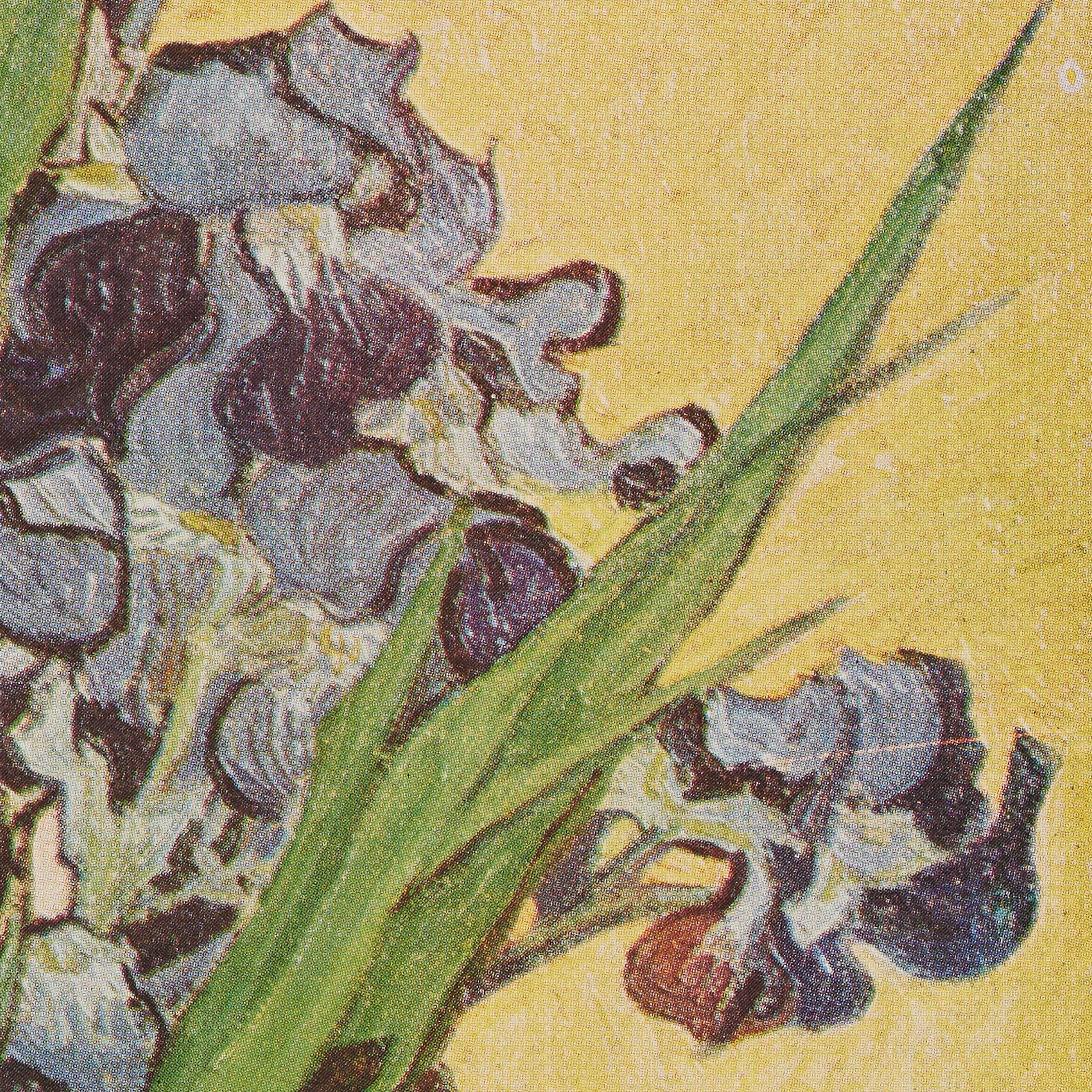 Vincent van Gogh Framed Color Cliché, Editions du Chêne, 1947 In Good Condition For Sale In Barcelona, Barcelona