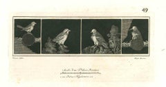 Ancient Roman Fresco Of Birds - Etching by Vincenzo Aloja - 18th Century