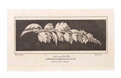 Antique Ranch With Leaves - Etching by Vincenzo Aloja - 18th Century