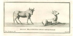 Antike römische Statuen von  Tiere – Radierungen von Vincenzo Campana – 18. Jahrhundert