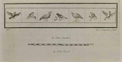 Vögel aus Herculaneum – Radierung von V. Campana – 18. Jahrhundert