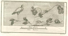 Birds Pompeian Fresco - Etching by Vincenzo Campana - 18th Century