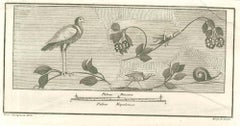 Gravure Fresco de Vincenzo Campana - Oiseaux Pompéiens - 18ème siècle