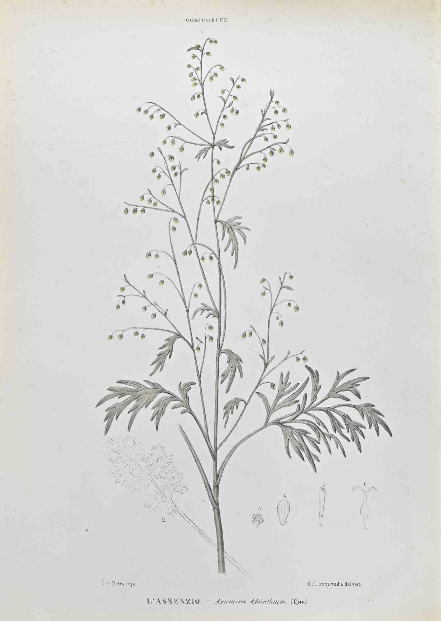 Lithographie aquarellée à la main.

Appartient à la série "Atlante di Botanica popolare ossia Illustrazione di Piante Notevoli di ogni famiglia" (Atlas de botanique populaire ou illustration des plantes remarquables de chaque famille), publiée à