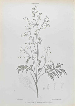 Antique Absinthe - Lithograph by Vincenzo Tenore - 1870s