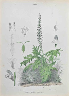 Antique Acanthus Springs - Lithograph by Vincenzo Tenore - 1870s