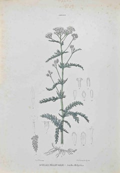 Antique Achillea Millefolium - Lithograph by Vincenzo Tenore - 1870s