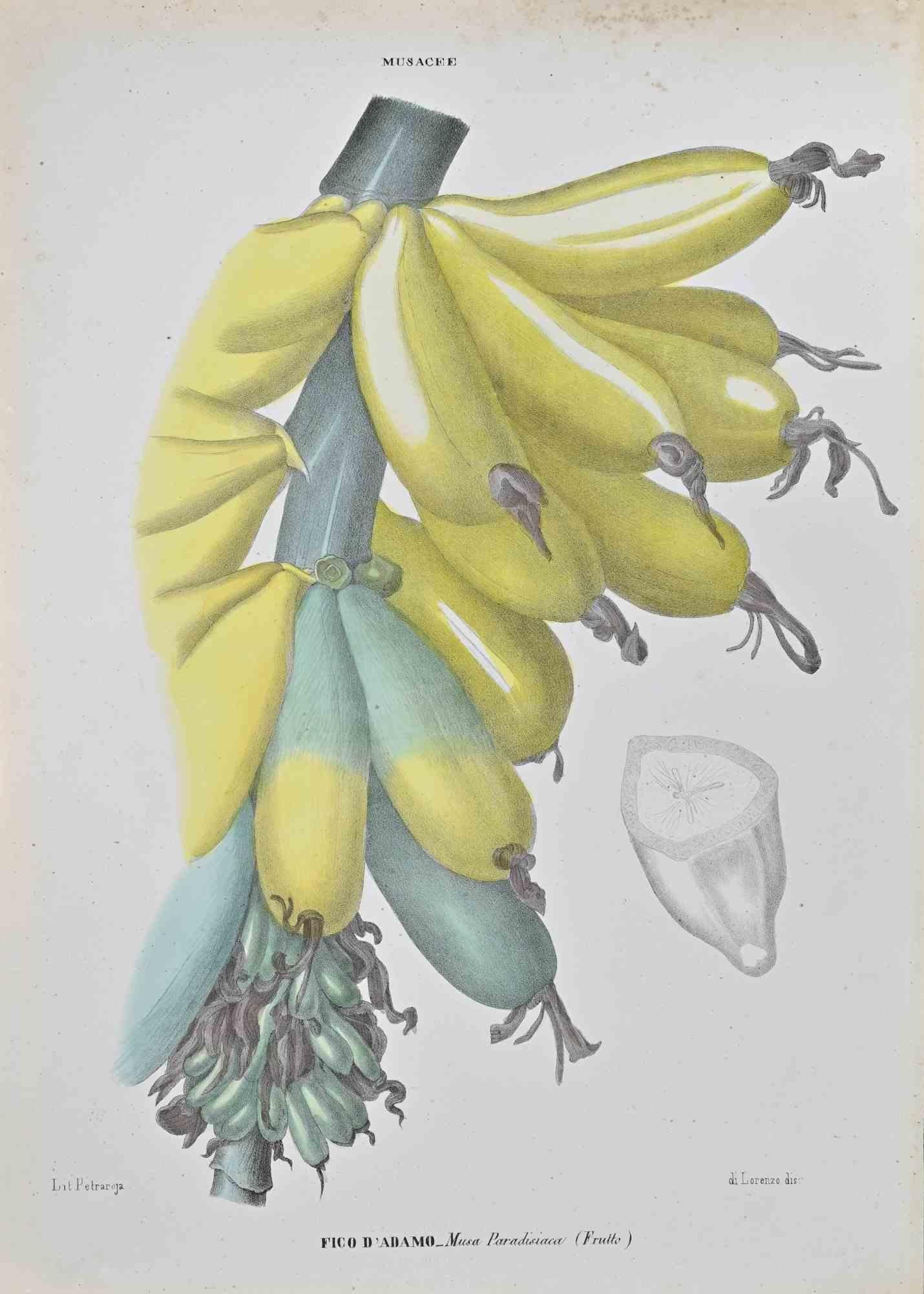 Lithograph hand watercolored.

Belongs to the Series "Atlante di Botanica popolare ossia Illustrazione di Piante Notevoli di ogni famiglia" (Atlas of popular botany or illustration of notable plants of each family), published in Napoli, by Raimondo