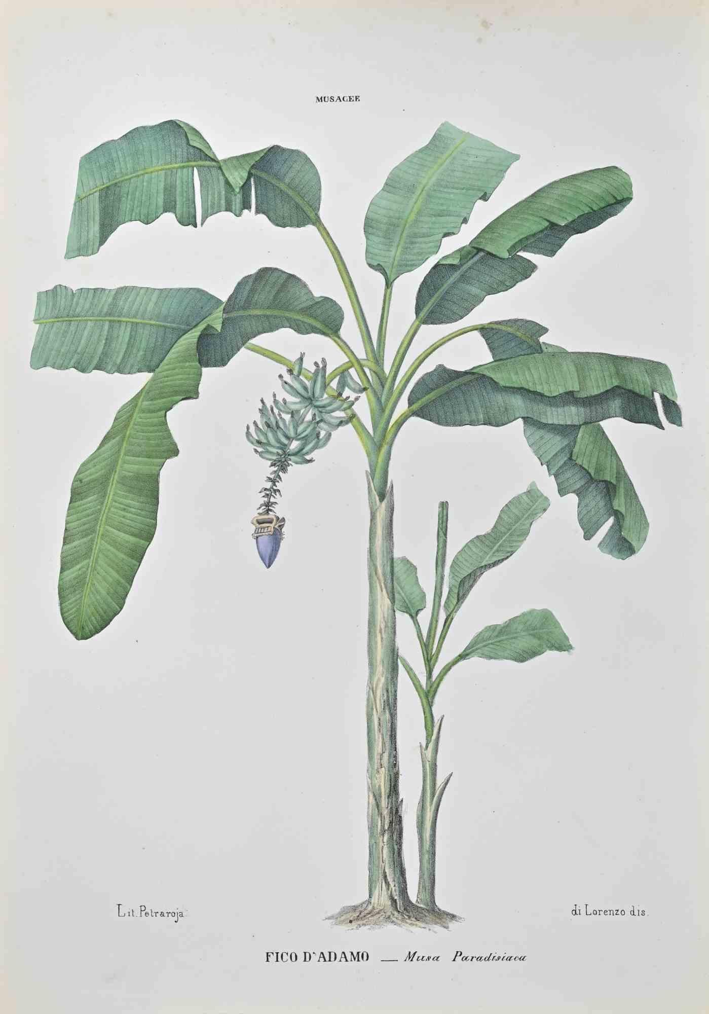 Lithograph hand watercolored.

Belongs to the Series "Atlante di Botanica popolare ossia Illustrazione di Piante Notevoli di ogni famiglia" (Atlas of popular botany or illustration of notable plants of each family), published in Napoli, by Raimondo