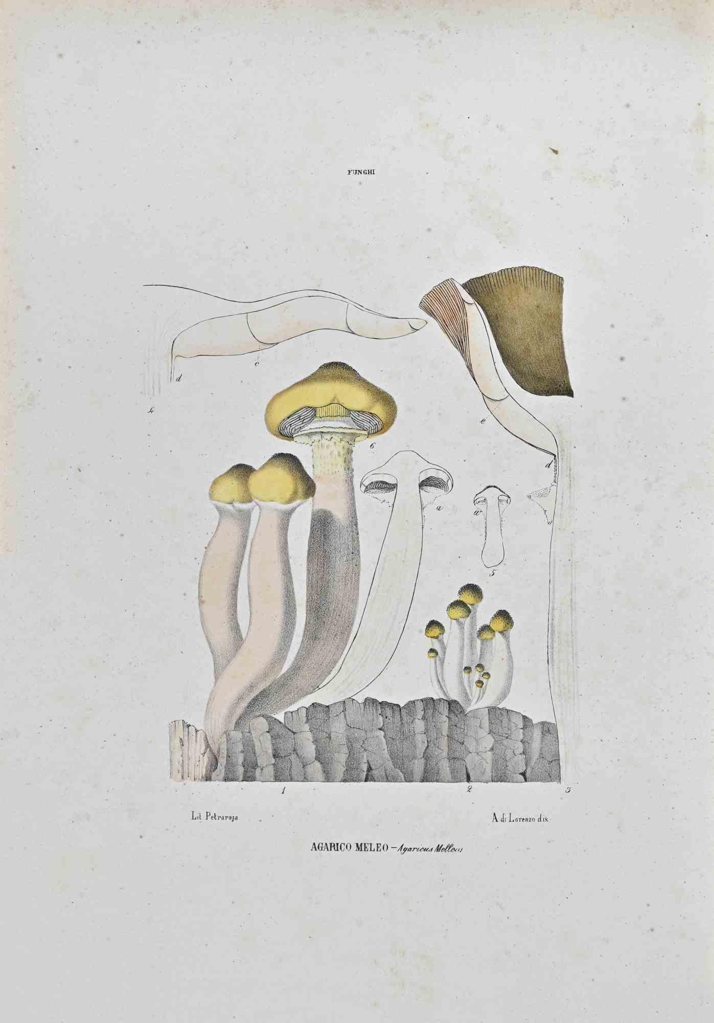 Lithograph hand watercolored.

Belongs to the Series "Atlante di Botanica popolare ossia Illustrazione di Piante Notevoli di ogni famiglia" (Atlas of popular botany or illustration of notable plants of each family), published in Napoli, by Raimondo