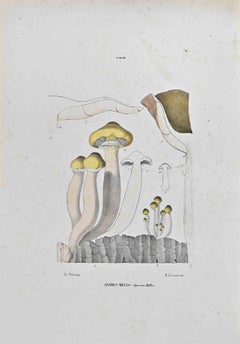 Agarico Meleo - Litografia di Vincenzo Tenore - Anni '70 del XIX secolo