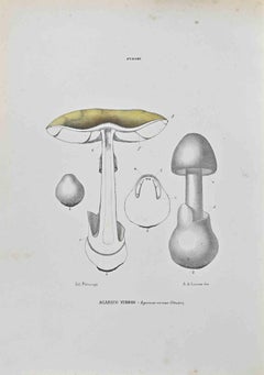 Agaricus Virosus - Lithograph by Vincenzo Tenore - 1870s