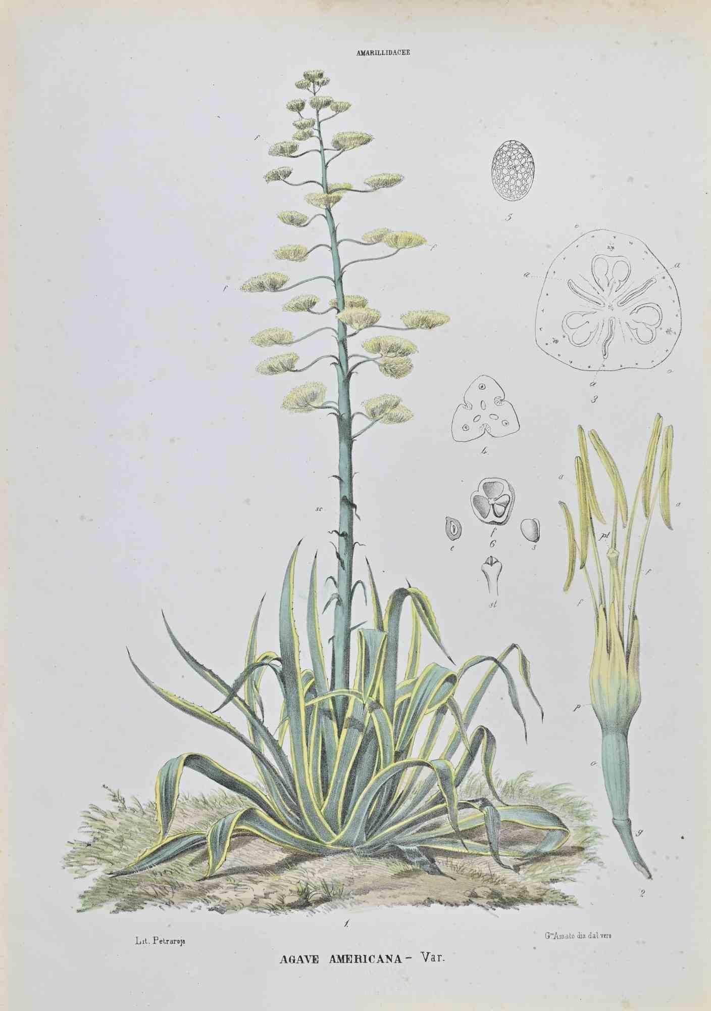 Lithograph hand watercolored.

Belongs to the Series "Atlante di Botanica popolare ossia Illustrazione di Piante Notevoli di ogni famiglia" (Atlas of popular botany or illustration of notable plants of each family), published in Napoli, by Raimondo