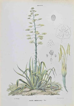Agave Americana - Litografía de Vincenzo Tenore - Años 1870
