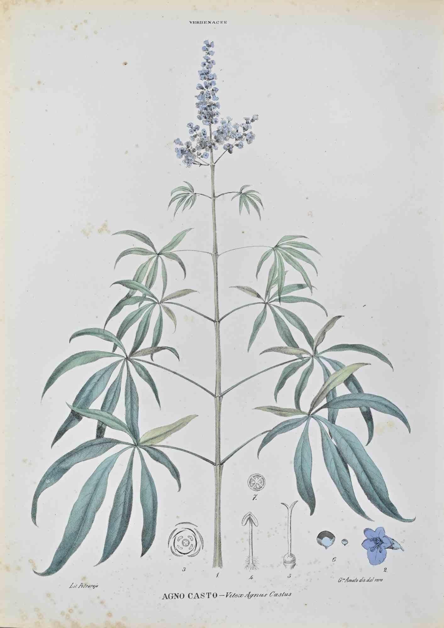 Lithograph hand watercolored.

Belongs to the Series "Atlante di Botanica popolare ossia Illustrazione di Piante Notevoli di ogni famiglia" (Atlas of popular botany or illustration of notable plants of each family), published in Napoli, by Raimondo