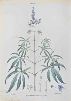 Agnocasto (Agnus Castus) – Lithographie von Vincenzo Tenore – 1870er Jahre