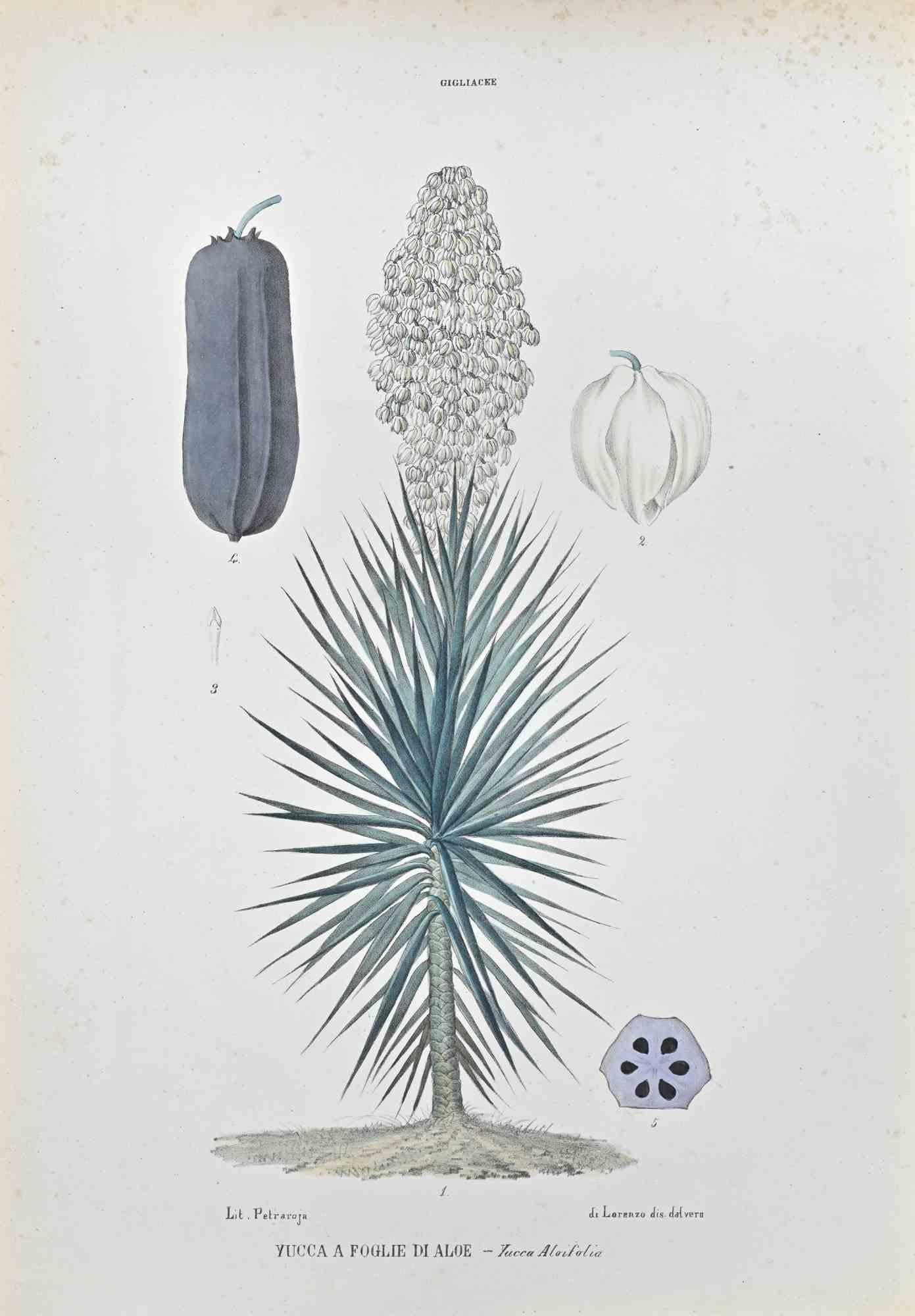Yucca par Vincenzo Tenore, années 1870