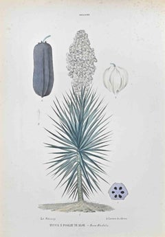 Antique Aloe Leaf Yucca - Lithograph by Vincenzo Tenore - 1870s