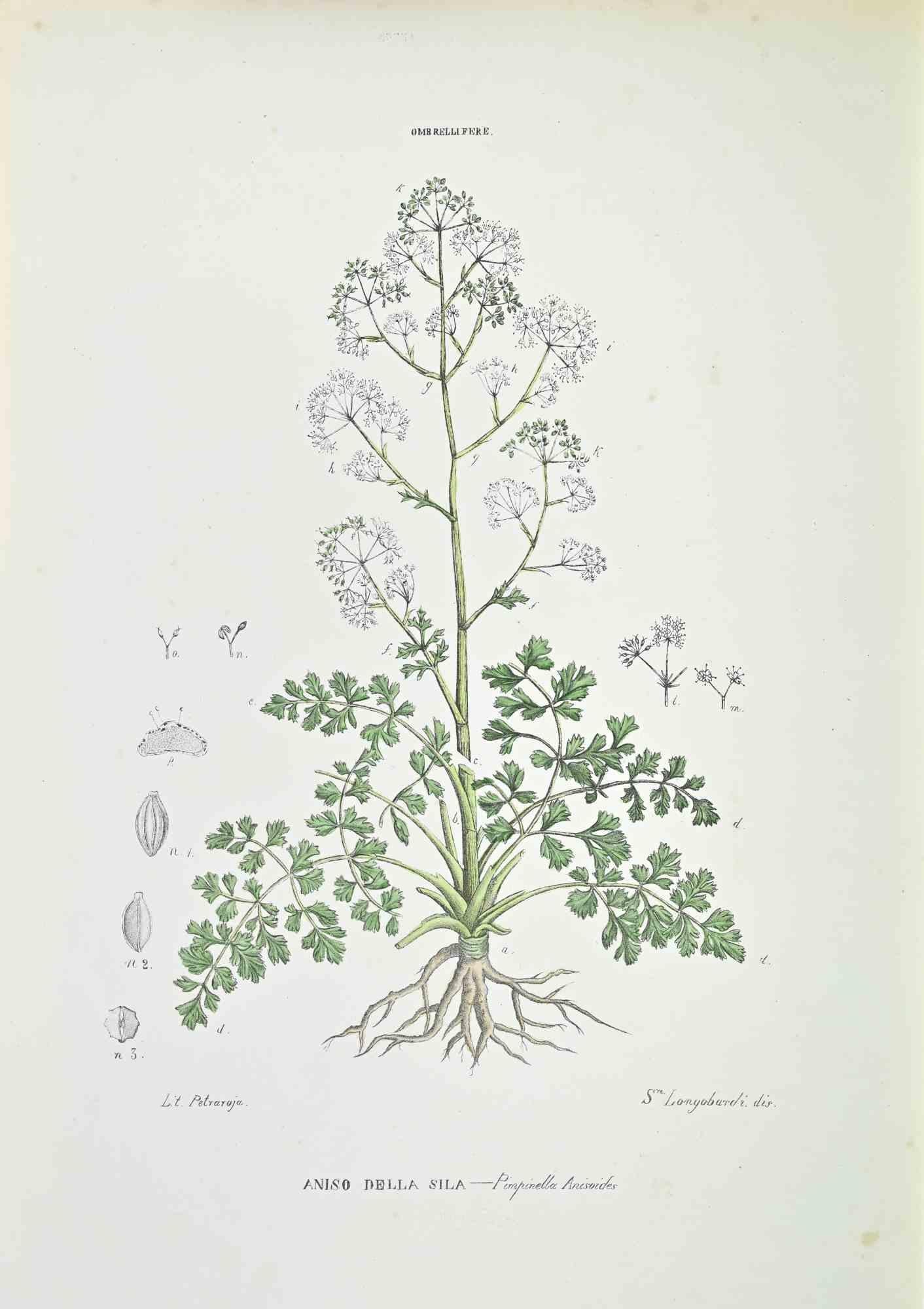 Litografia acquerellata a mano.

Appartiene alla Collana "Atlante di Botanica popolare ossia Illustrazione di Piante Notevoli di ogni famiglia", pubblicata a Napoli, da Raimondo Petrajola, nel 1872/76.

Questa è la prima edizione di una popolare