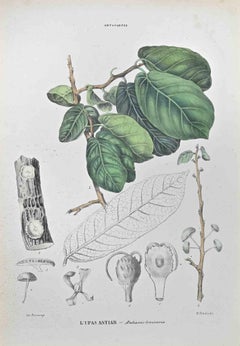 Antiaris Toxicaria - Lithographie de Vincenzo Tenore - années 1870