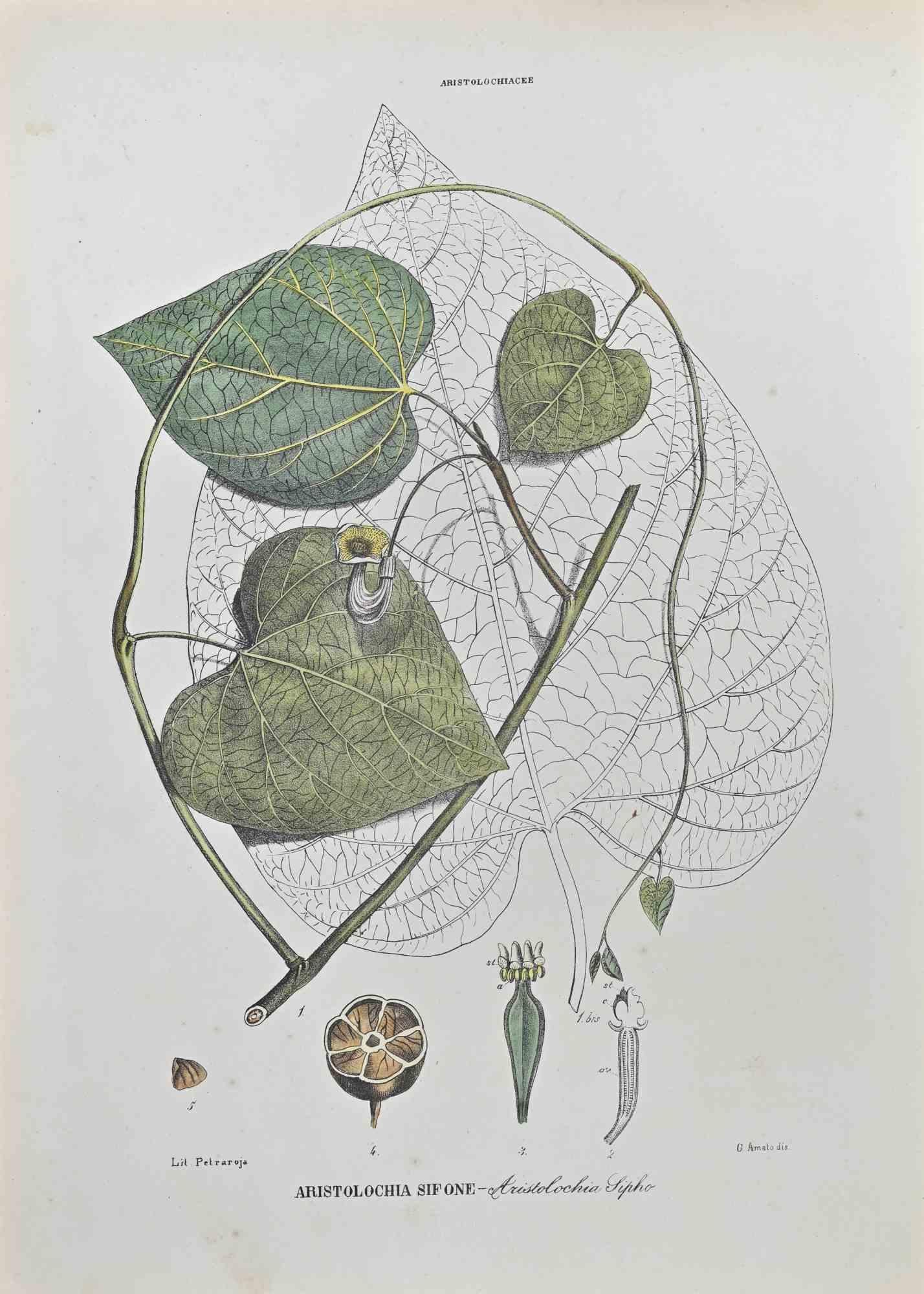 Siphon Aristolochia - Lithographie de Vincenzo Tenore - années 1870