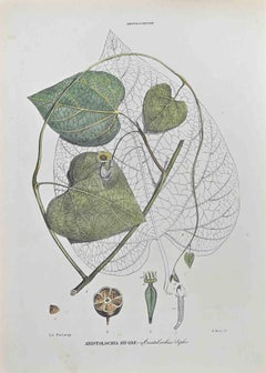 Aristolochia Siphon - Lithograph by Vincenzo Tenore - 1870s