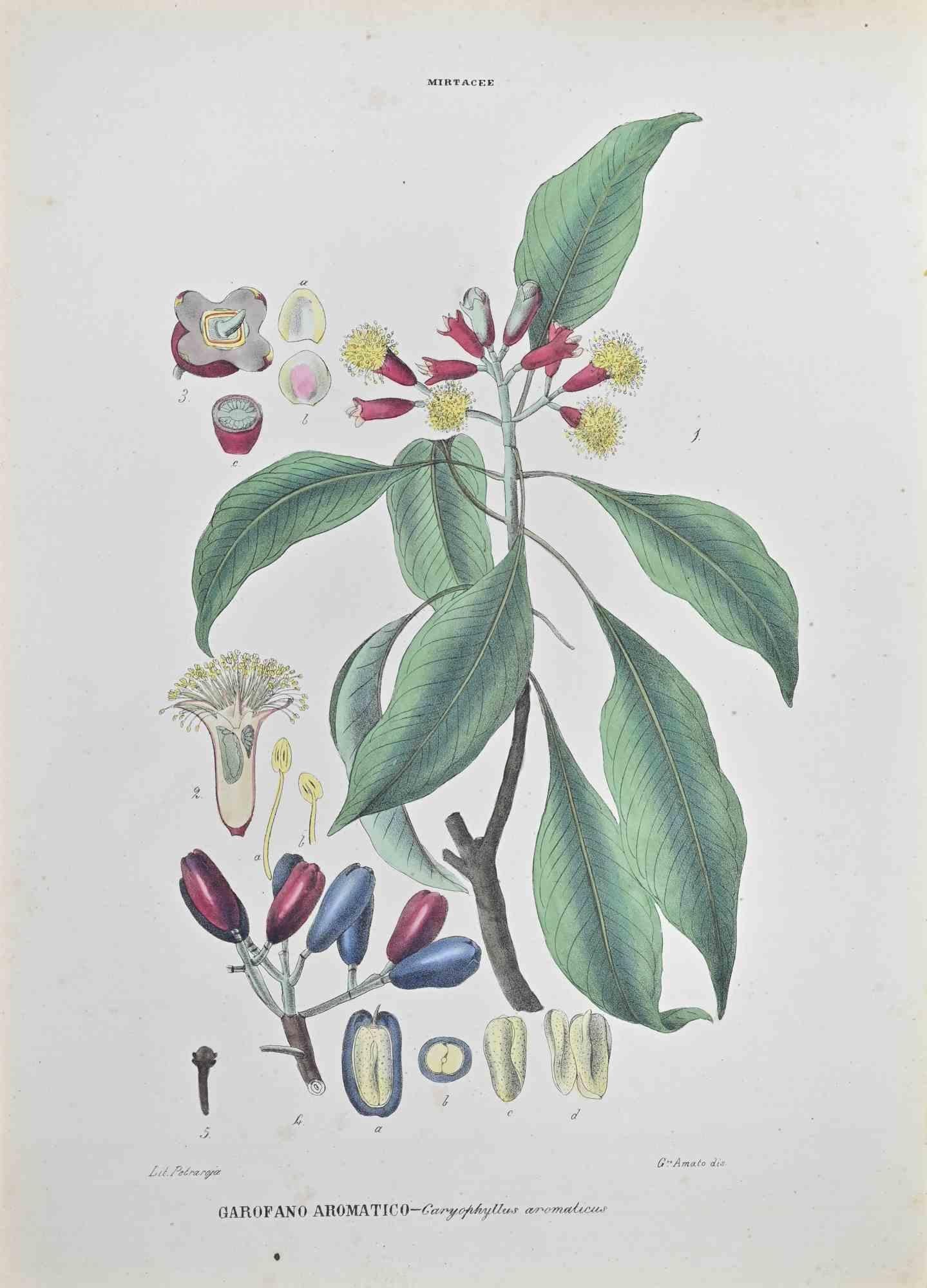 Lithograph hand watercolored.

Belongs to the Series "Atlante di Botanica popolare ossia Illustrazione di Piante Notevoli di ogni famiglia" (Atlas of popular botany or illustration of notable plants of each family), published in Napoli, by Raimondo