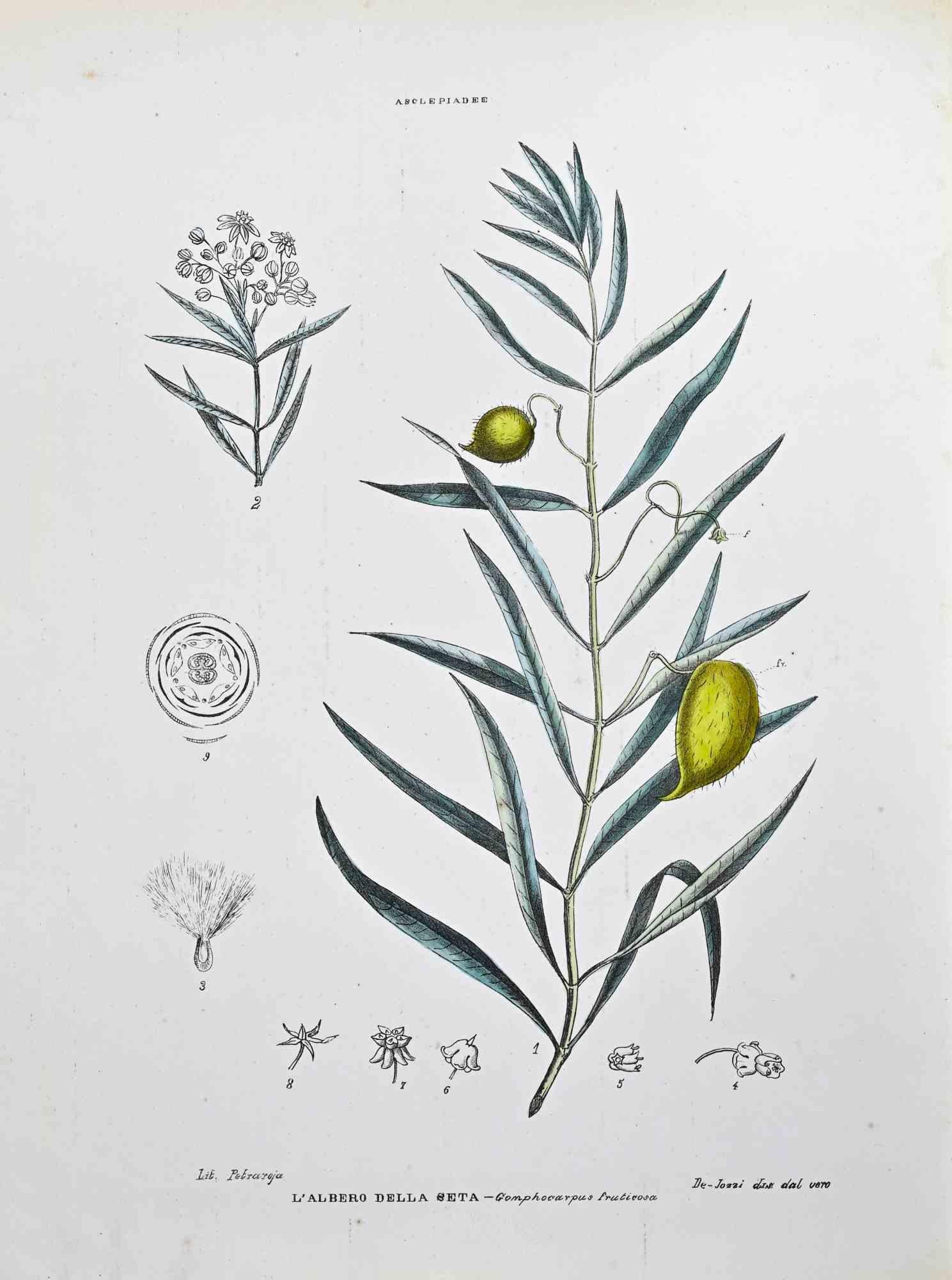 Lithographie von Hand aquarelliert.

Tafel aus dem "Atlante di Botanica popolare ossia Illustrazione di Piante Notevoli di ogni famiglia" (Atlas der volkstümlichen Botanik oder Illustration bemerkenswerter Pflanzen jeder Familie), veröffentlicht in