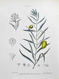 Ascepiadee – Lithographie von Vincenzo Tenore – 1870er Jahre