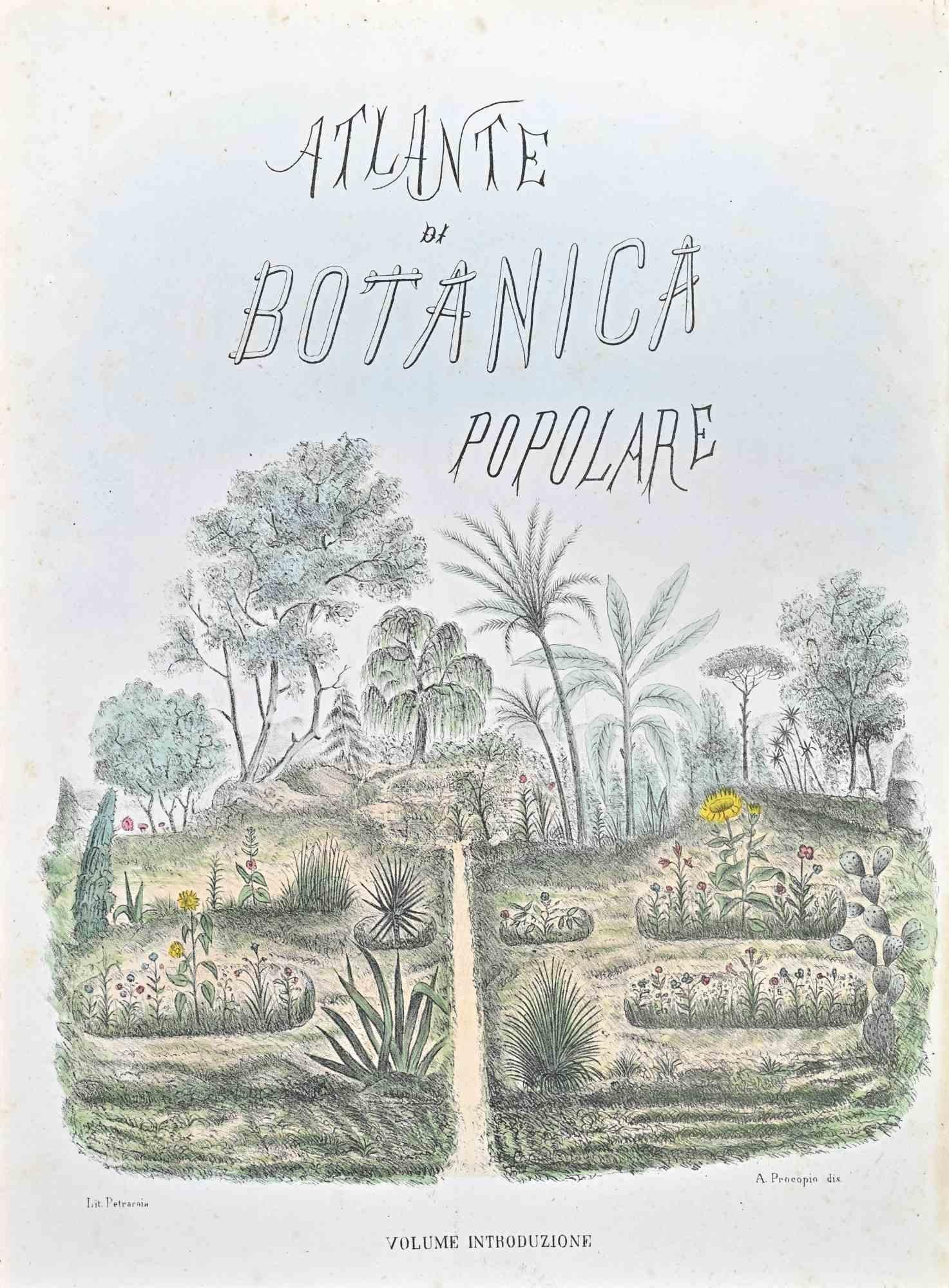 Lithograph.

Plate from "Atlante di Botanica popolare ossia Illustrazione di Piante Notevoli di ogni famiglia" (Atlas of popular botany or illustration of notable plants of each family), published in Napoli, by Raimondo Petrajola, in 1872/76.

This