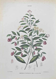 Antique Australian Myrtle - Lithograph by Vincenzo Tenore - 1870s
