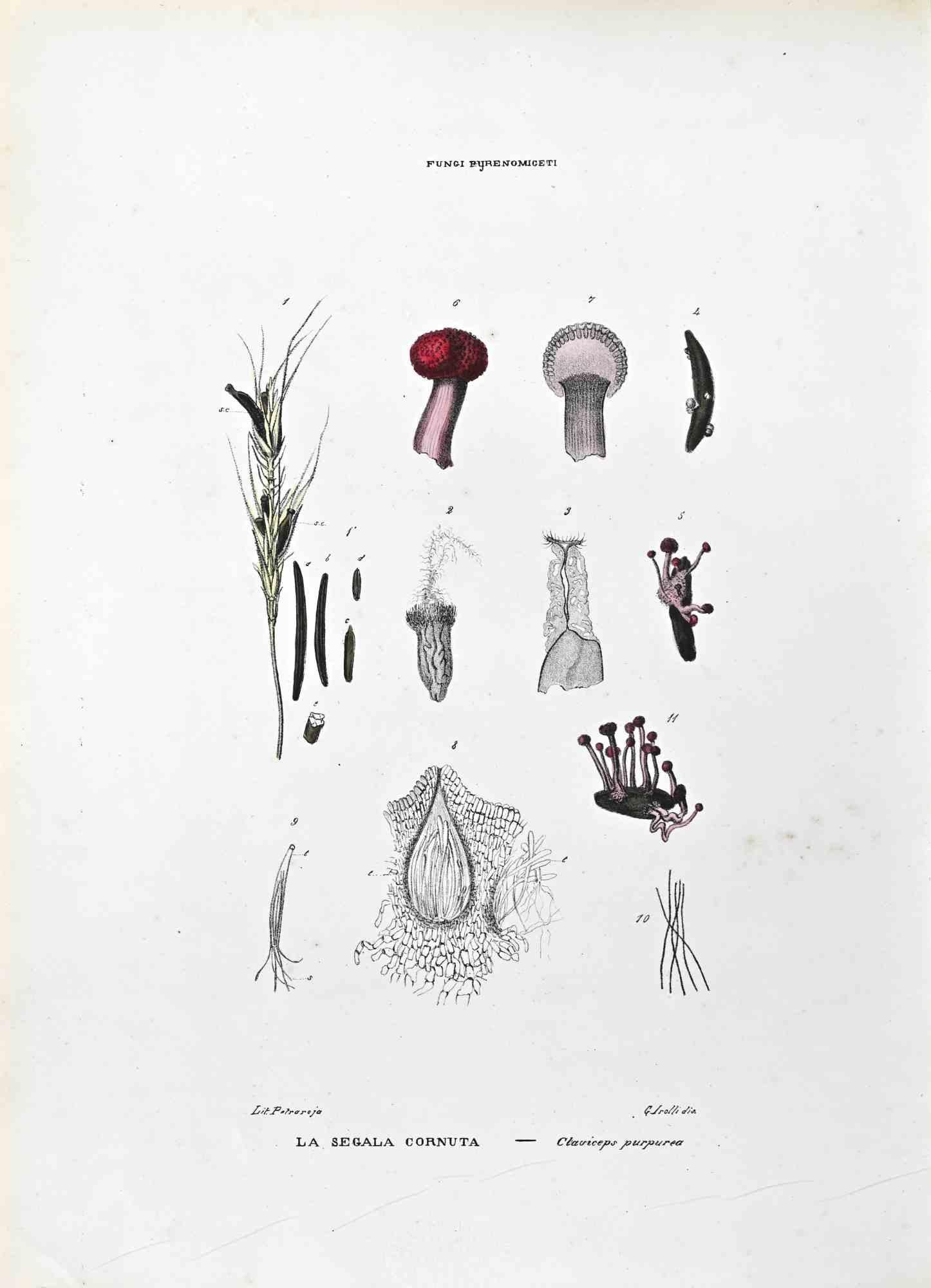 Lithograph hand watercolored.

Belongs to the Series "Atlante di Botanica popolare ossia Illustrazione di Piante Notevoli di ogni famiglia" (Atlas of popular botany or illustration of notable plants of each family), published in Napoli, by Raimondo