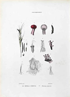Bjrenomogeti Pilzgefäße – Lithographie von Vincenzo Tenore – 1870er Jahre