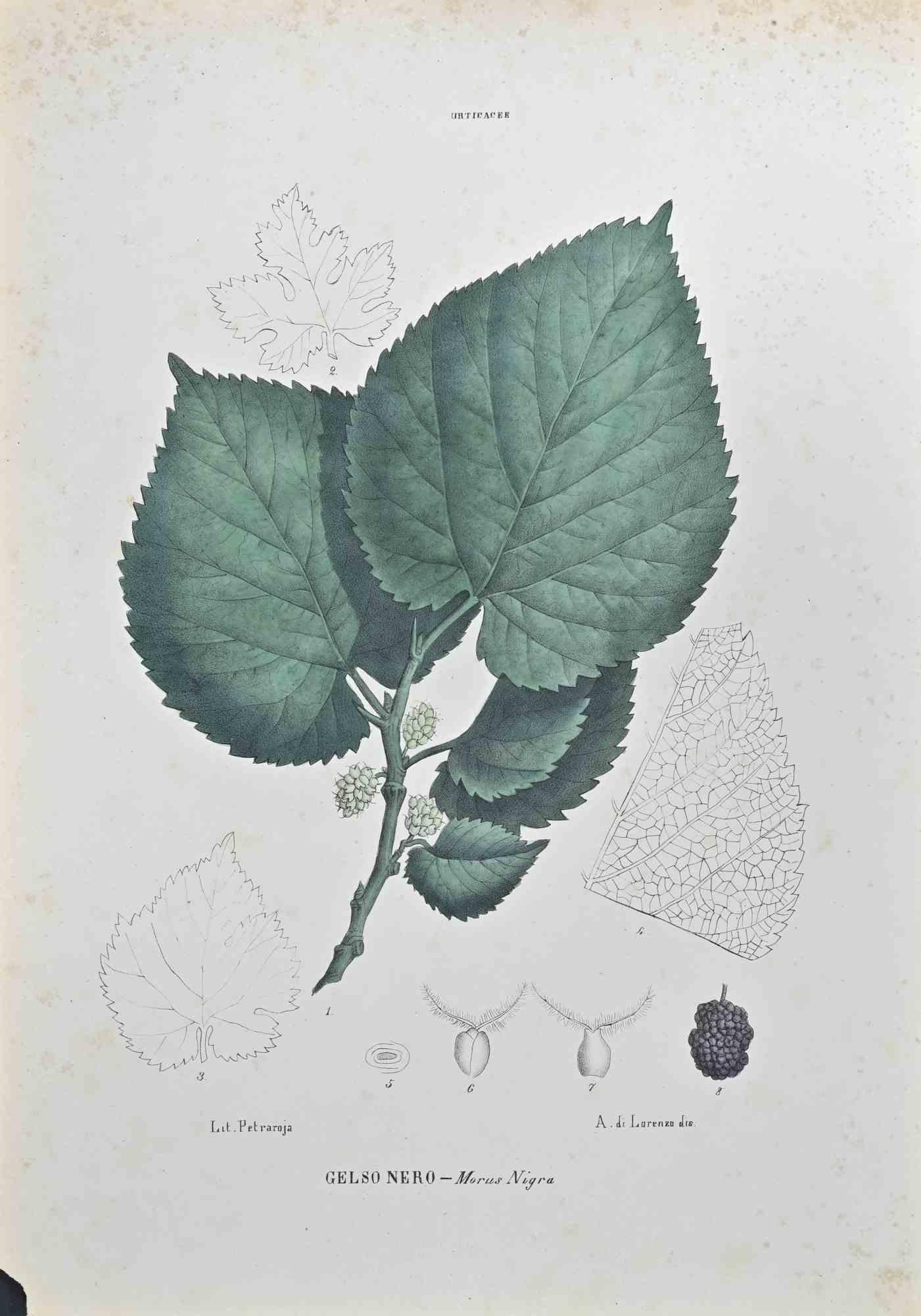 Lithograph hand watercolored.

Belongs to the Series "Atlante di Botanica popolare ossia Illustrazione di Piante Notevoli di ogni famiglia" (Atlas of popular botany or illustration of notable plants of each family), published in Napoli, by Raimondo