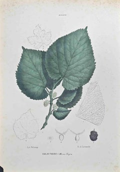 Mulberry - Lithographie de Vincenzo Tenore - années 1870