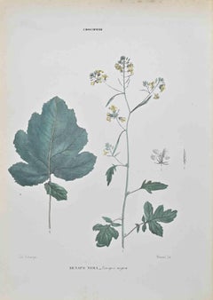 Senape nera - Litografia di Vincenzo Tenore - 1870