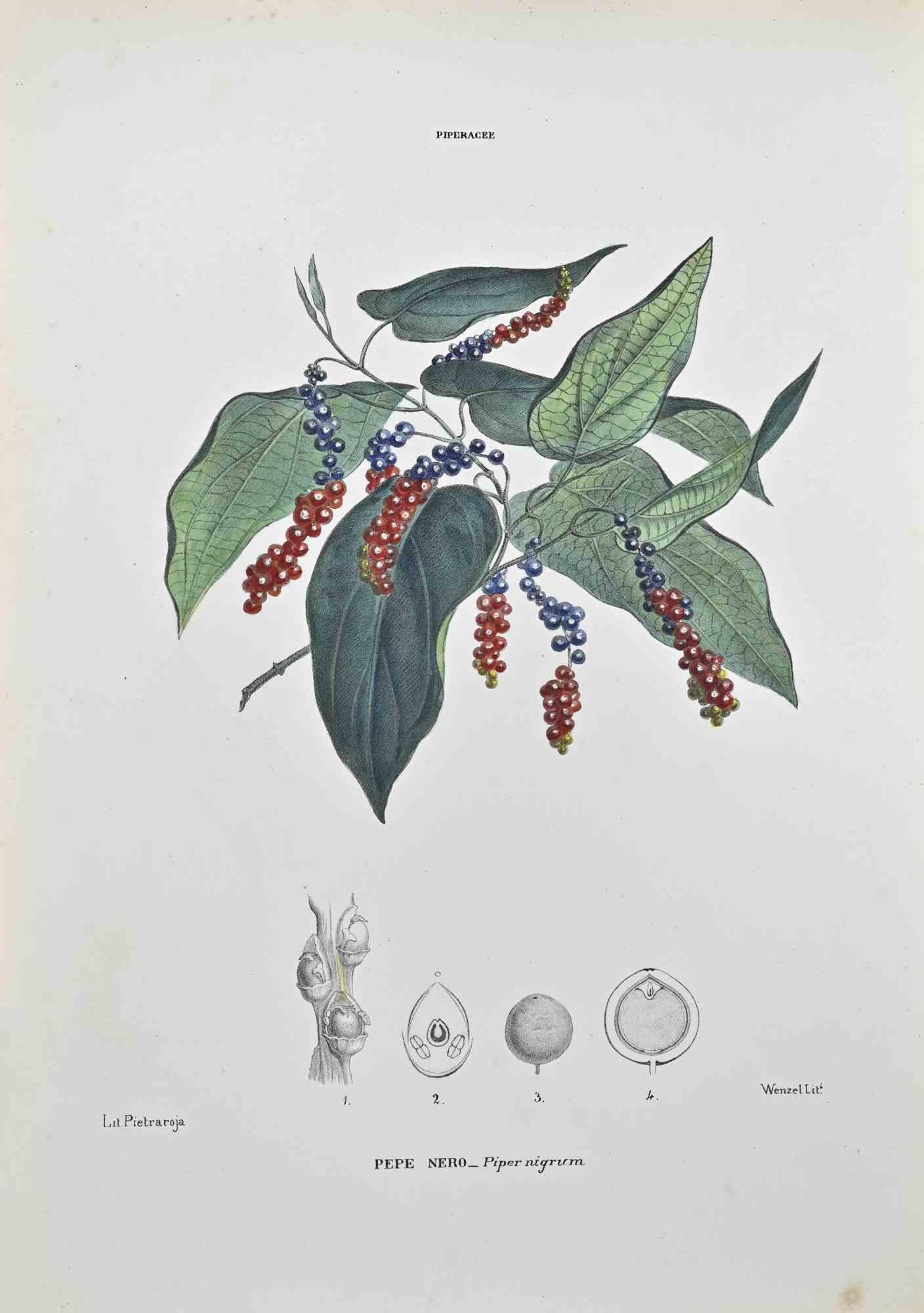 Lithographie aquarellée à la main.

Appartient à la série "Atlante di Botanica popolare ossia Illustrazione di Piante Notevoli di ogni famiglia" (Atlas de botanique populaire ou illustration des plantes remarquables de chaque famille), publiée à