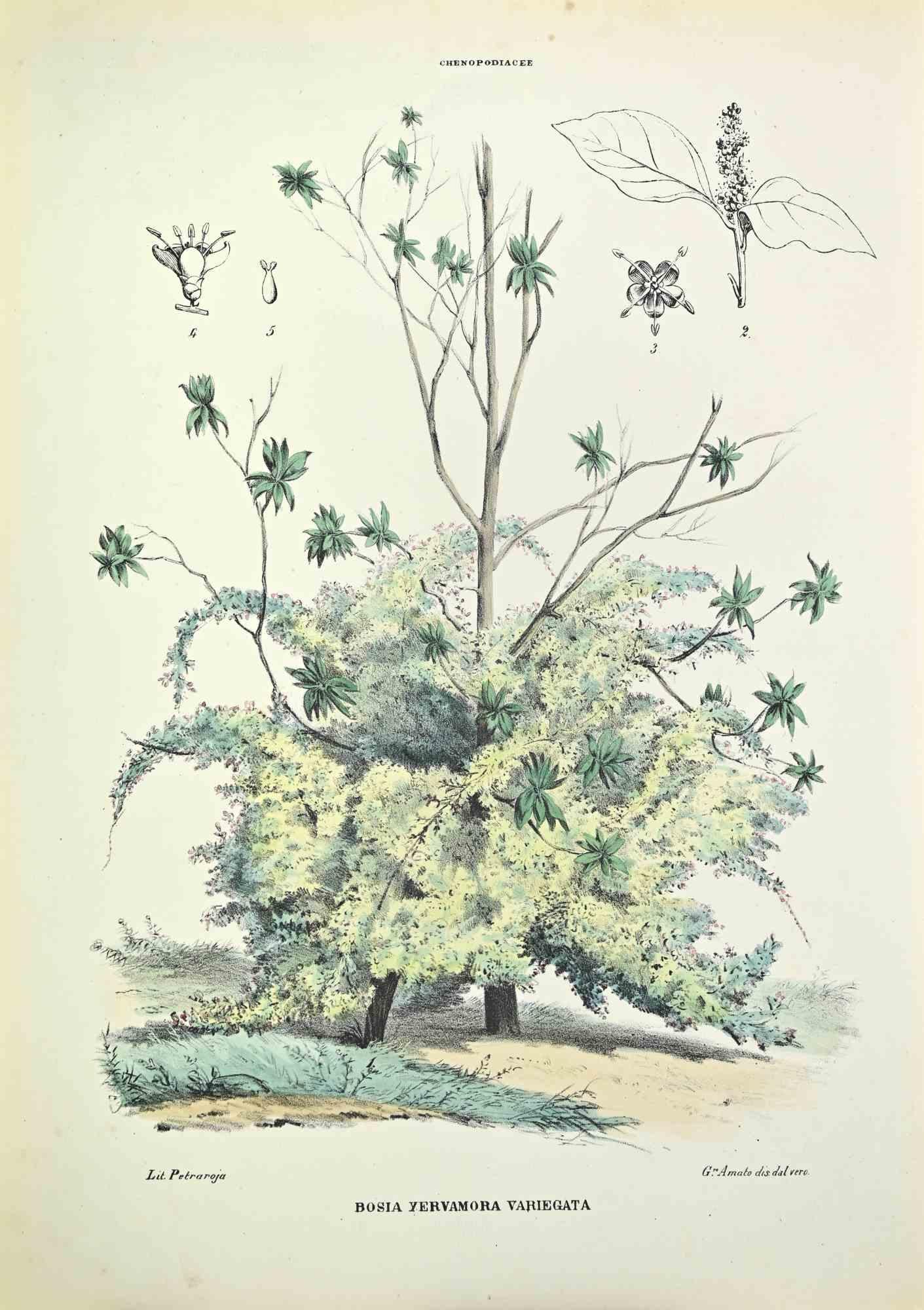Lithographie von Hand aquarelliert.

Gehört zur Reihe "Atlante di Botanica popolare ossia Illustrazione di Piante Notevoli di ogni famiglia" (Atlas der volkstümlichen Botanik oder Illustration bemerkenswerter Pflanzen jeder Familie), veröffentlicht