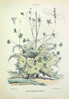 Bosia Yervamora Variegated, lithographie de Vincenzo Tenore, années 1870