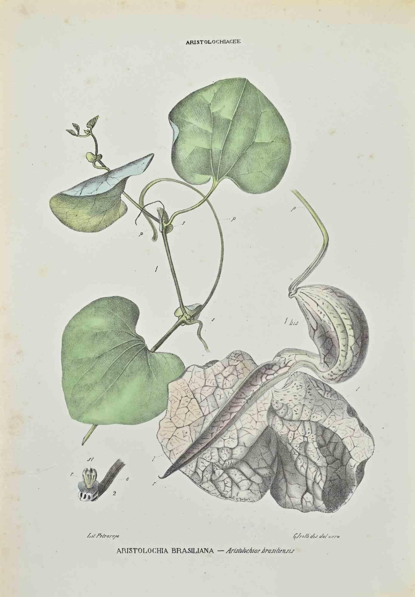 Lithograph hand watercolored.

Belongs to the Series "Atlante di Botanica popolare ossia Illustrazione di Piante Notevoli di ogni famiglia" (Atlas of popular botany or illustration of notable plants of each family), published in Napoli, by Raimondo