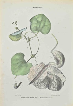 Antique Brazilian Aristolochia - Lithograph by Vincenzo Tenore - 1870s