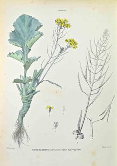 Schale aus Broccoli –  Lithographie von Vincenzo Tenore – 1870er Jahre