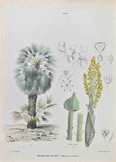 Antique Broom Palm - Lithograph by Vincenzo Tenore - 1870s