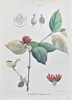 Calycanthus Floridus - Lithograph by Vincenzo Tenore - 1870s