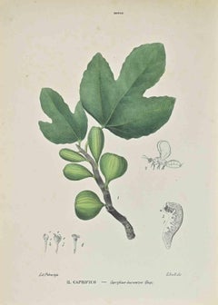 Caprificus - Lithograph by Vincenzo Tenore - 1870s